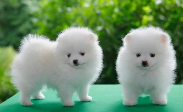 Adorabili Cuccioli di Volpino di Pomerania - Soffici Nuvole di Gioia Cercano Famiglia Amante! | Foto 3