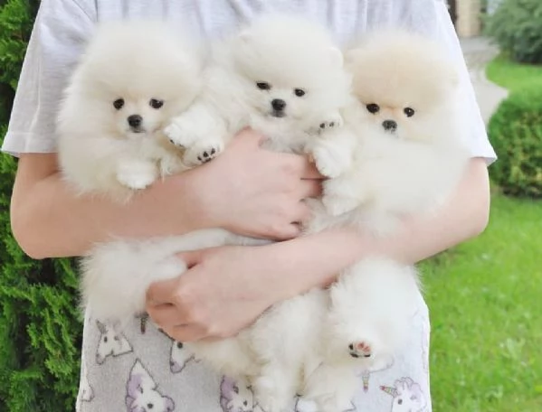Adorabili Cuccioli di Volpino di Pomerania - Soffici Nuvole di Gioia Cercano Famiglia Amante! | Foto 2