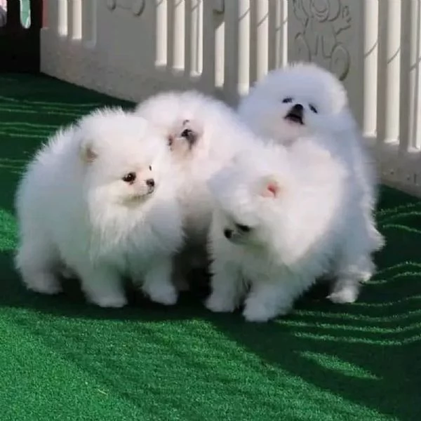 Adorabili Cuccioli di Volpino di Pomerania - Soffici Nuvole di Gioia Cercano Famiglia Amante! | Foto 0