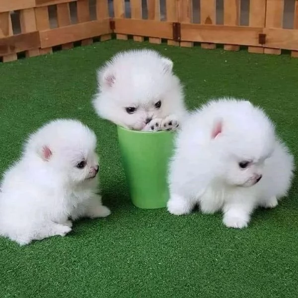 Adorabili Cuccioli di Volpino di Pomerania - Soffici Nuvole di Gioia Cercano Famiglia Amante!