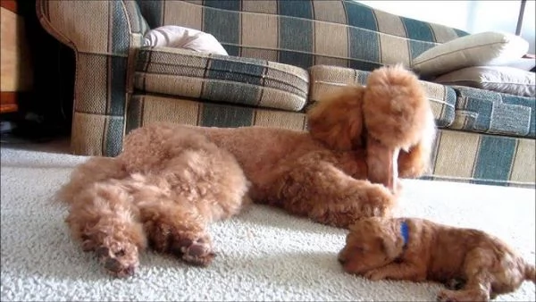 Piccoli Tesori Barboncino (Toy/Miniature) - Compagni Affettuosi e Portatili! | Foto 5