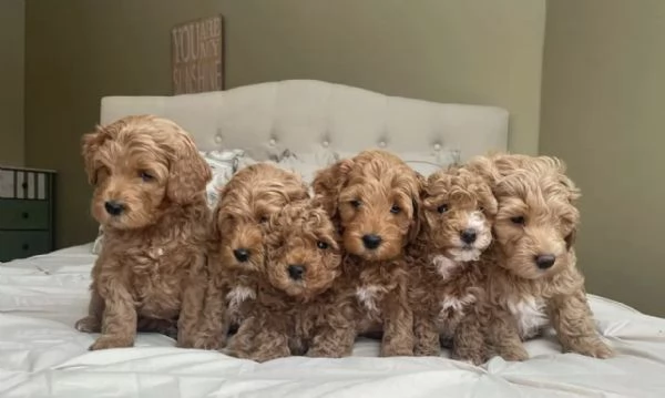 Piccoli Tesori Barboncino (Toy/Miniature) - Compagni Affettuosi e Portatili! | Foto 3