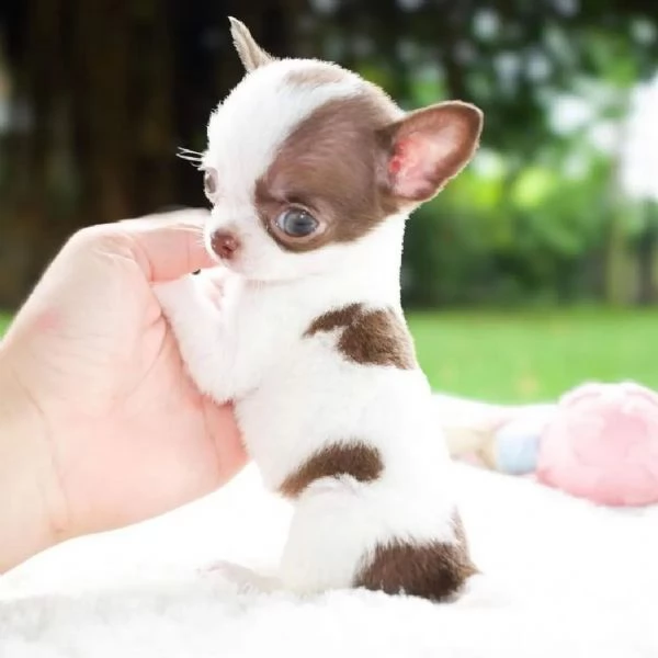 Cuccioli Chihuahua Pieni di Vita e Affetto - Piccoli Compagni Fedeli in Cerca di Casa! | Foto 4