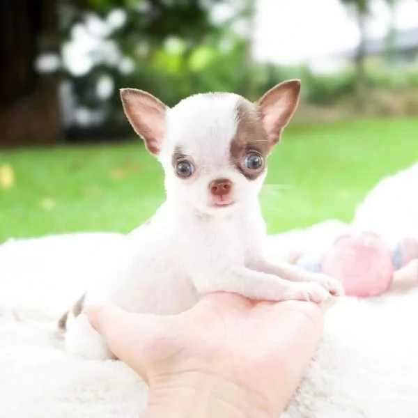 Cuccioli Chihuahua Pieni di Vita e Affetto - Piccoli Compagni Fedeli in Cerca di Casa!