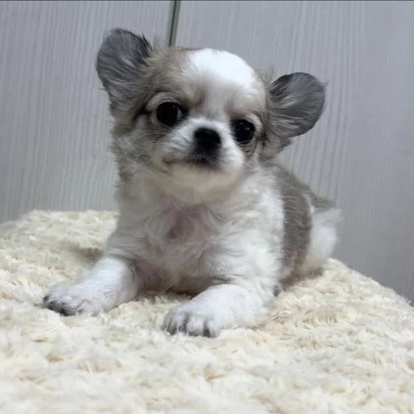 Cuccioli Chihuahua Pieni di Vita e Affetto - Piccoli Compagni Fedeli in Cerca di Casa! | Foto 3