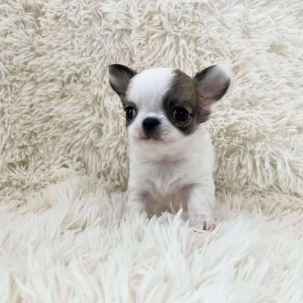 Cuccioli Chihuahua Pieni di Vita e Affetto - Piccoli Compagni Fedeli in Cerca di Casa! | Foto 2