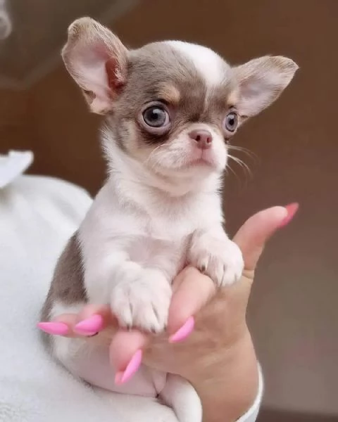 Cuccioli Chihuahua Pieni di Vita e Affetto - Piccoli Compagni Fedeli in Cerca di Casa! | Foto 1