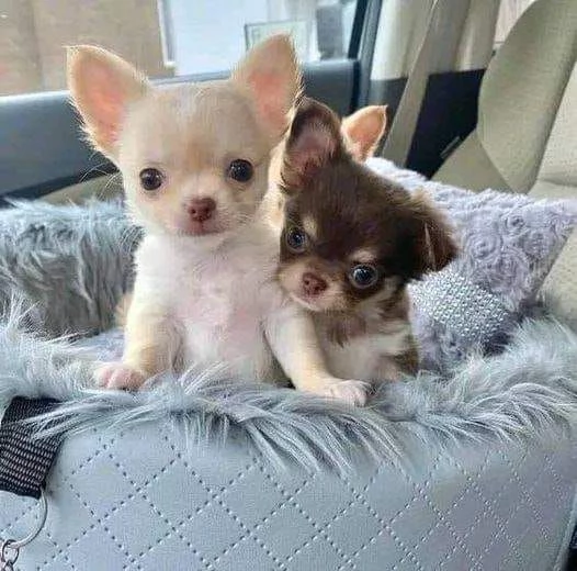 Cuccioli Chihuahua Pieni di Vita e Affetto - Piccoli Compagni Fedeli in Cerca di Casa! | Foto 0