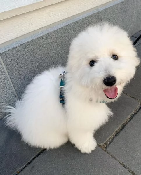 Cucciolo di Bichon Frisé coccolone (perfetto per la famiglia) | Foto 1
