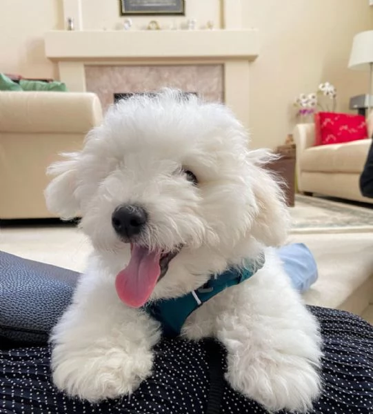 Cucciolo di Bichon Frisé coccolone (perfetto per la famiglia) | Foto 0