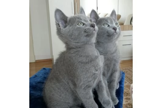 Gattini Blu di Russia disponibili. | Foto 0