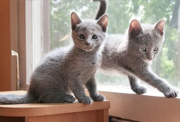 Gattini Blu di Russia disponibili.
