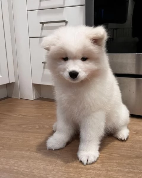 Cucciolo di Samoiedo socievole. | Foto 0