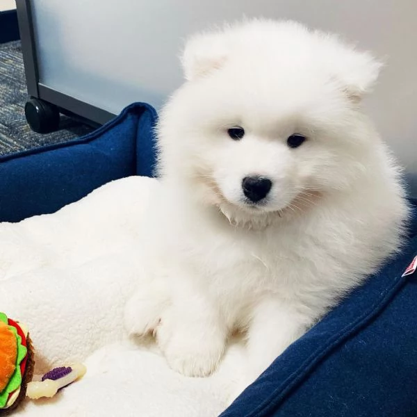 Cucciolo di Samoiedo socievole.