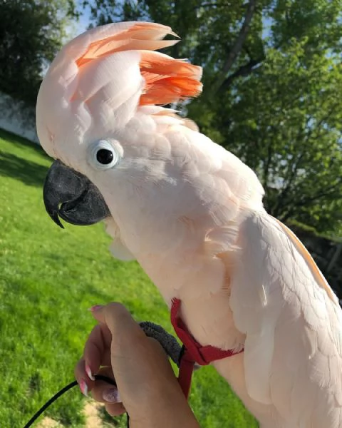Cacatua delle Moluccano. | Foto 1