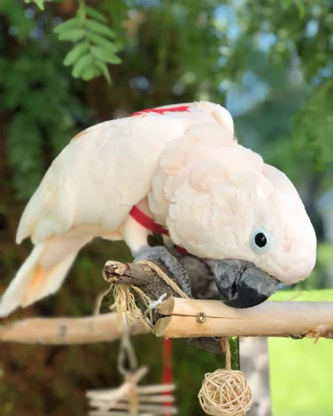 Cacatua delle Moluccano. | Foto 0
