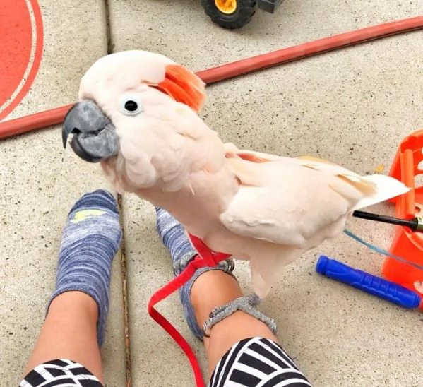 Cacatua delle Moluccano.