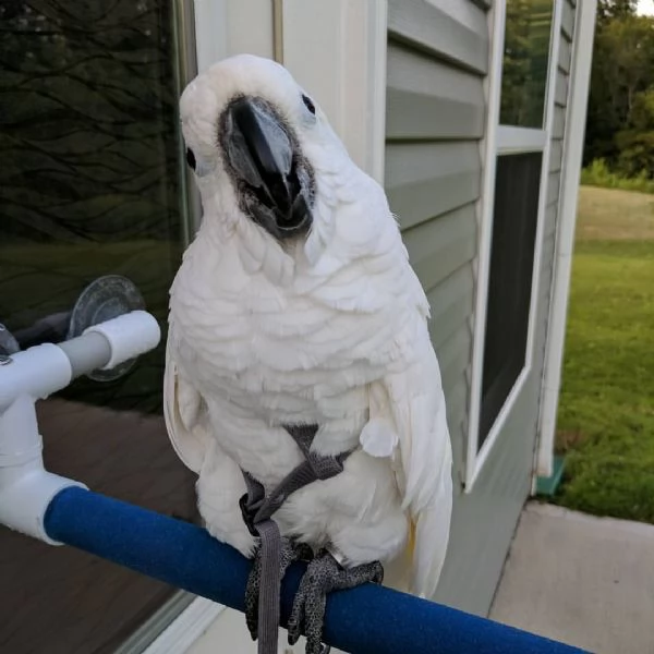Splendido cacatua ombrello dalla cresta bianca. | Foto 1