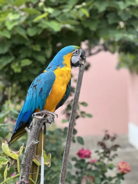 Pappagallo Ara > | Foto 1