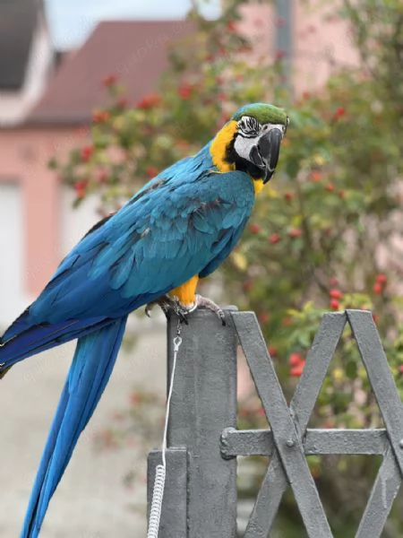 Pappagallo Ara > | Foto 0
