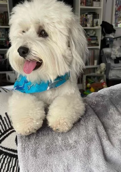 Dolce cucciola di Havanese | Foto 1