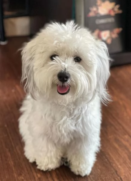 Dolce cucciola di Havanese | Foto 0