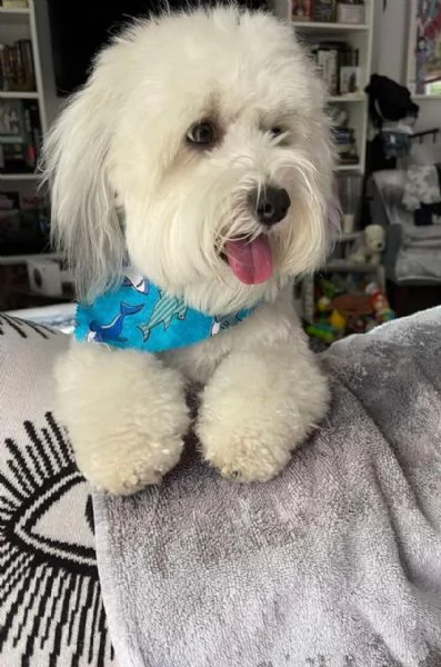 Dolce cucciola di Havanese