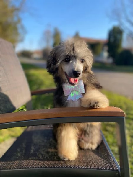 Cucciolo maschio di Chinese Crested | Foto 3