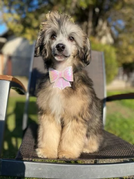 Cucciolo maschio di Chinese Crested | Foto 2