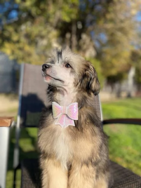 Cucciolo maschio di Chinese Crested | Foto 1