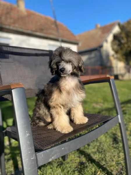 Cucciolo maschio di Chinese Crested | Foto 0