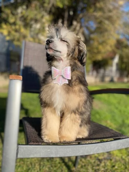 Cucciolo maschio di Chinese Crested