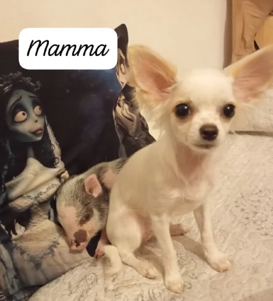 Chihuahua pura razza pelo lungo