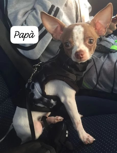 Chihuahua pura razza pelo lungo | Foto 5