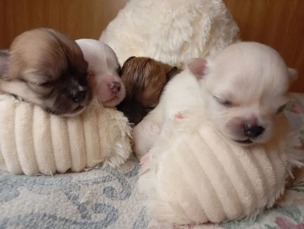 Chihuahua pura razza pelo lungo | Foto 4