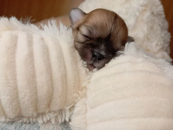 Chihuahua pura razza pelo lungo | Foto 3