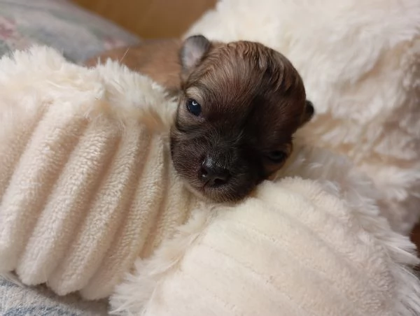 Chihuahua pura razza pelo lungo | Foto 1