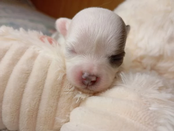 Chihuahua pura razza pelo lungo | Foto 0