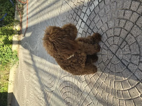 Barboncino red | Foto 2