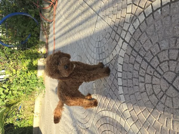 Barboncino red | Foto 1