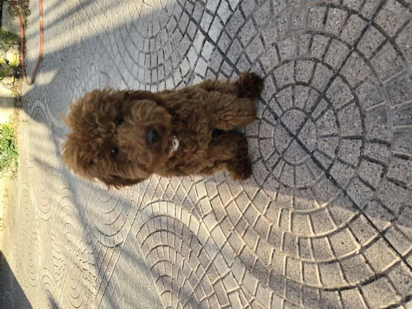 Barboncino red | Foto 0