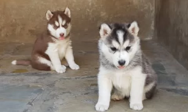Husky Siberian