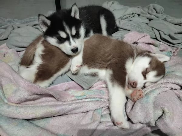 Cucciolo di siberian husky | Foto 0