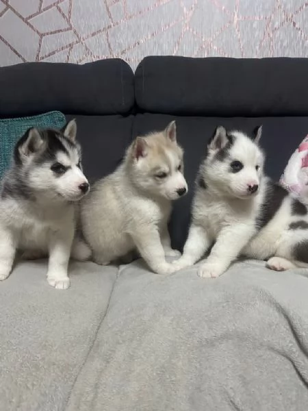Cuccioli di siberian husky con pedigree Enci | Foto 0