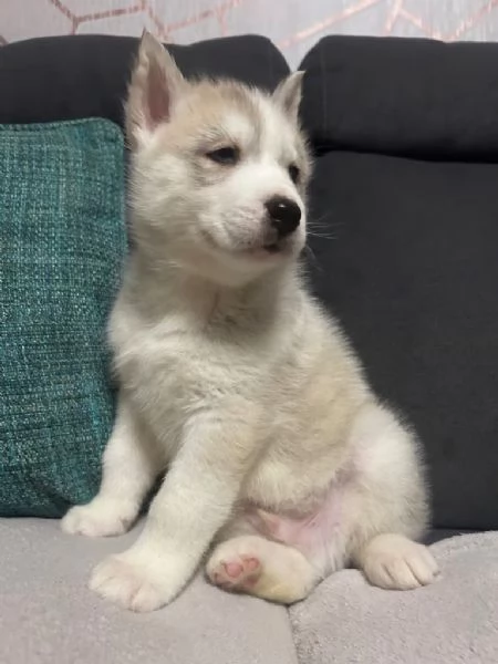 Cuccioli siberian husky