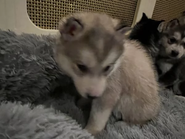 Siberian husky | Foto 0