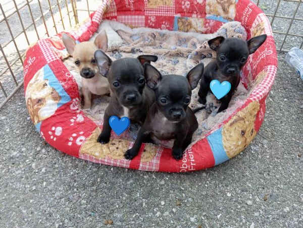Cuccioli chihuahua  | Foto 0