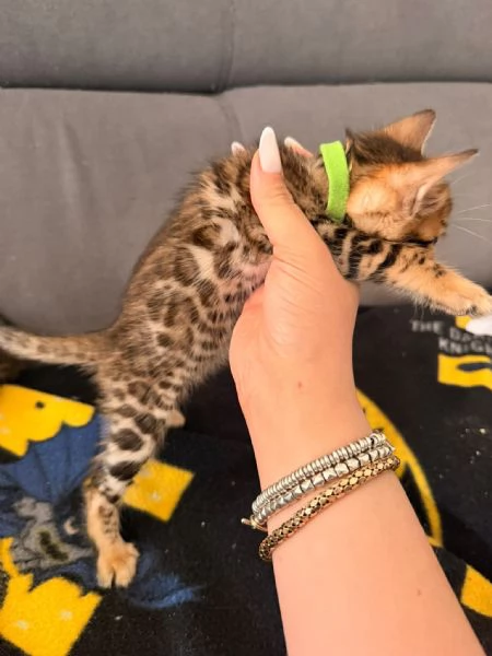 Disponibile cucciolo di Bengala | Foto 4