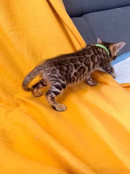 Disponibile cucciolo di Bengala | Foto 3