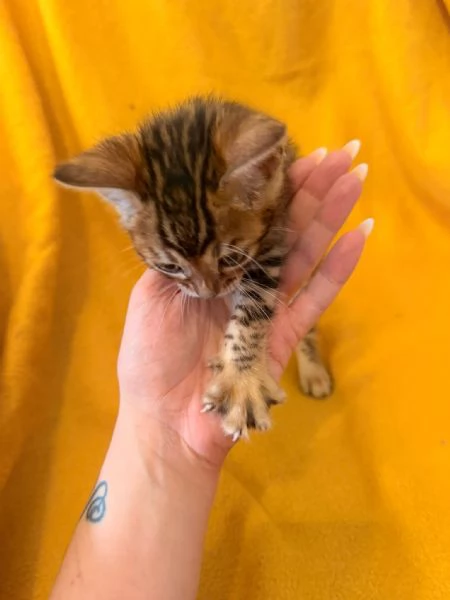 Disponibile cucciolo di Bengala | Foto 2